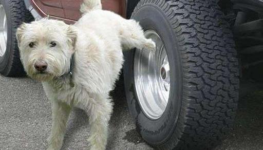 Car tires should avoid curbs, manhole covers, big pits, and dog urine in time