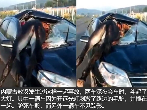 Who will pay if the donkey dies and the car is destroyed?