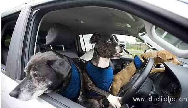 Cold knowledge of dogs and cars! -Talking about the Year of the Dog Cold knowledge of dogs and cars! -Talking about the Year of the Dog