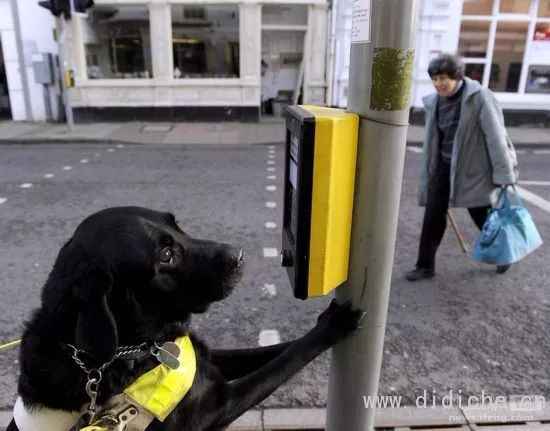 Cold knowledge of dogs and cars! -Talking about the Year of the Dog Cold knowledge of dogs and cars! -Talking about the Year of the Dog