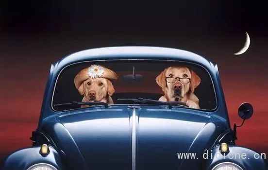 Cold knowledge of dogs and cars! -Talking about the Year of the Dog Cold knowledge of dogs and cars! -Talking about the Year of the Dog