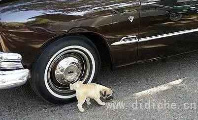 Cold knowledge of dogs and cars! -Talking about the Year of the Dog Cold knowledge of dogs and cars! -Talking about the Year of the Dog